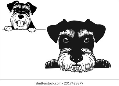 Captivating Schnauzer: Discover the essence of this breed with a charismatic Schnauzer dog peeking, showcasing its expressive eyes and distinctive beard. Perfect for your creative projects. EPS file 