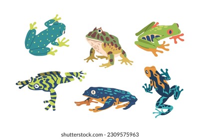 Captivating Set Of Exotic Frogs Featuring Vibrant Colors And Unique Patterns, Bring A Touch Of The Tropical Rainforest