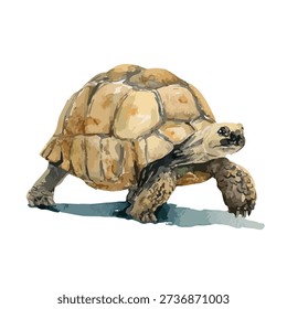 Captivating vector illustration of a land tortoise walking, ideal for wildlife, nature, or educational content. Isolated on white for easy use.