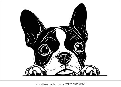 
Capturar el momento de derretimiento del corazón mientras un Boston Terrier mira con curiosidad. Esta adorable raza de perro es conocida por su naturaleza lúdica y sus ojos expresivos.