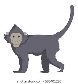 Capuchin icon. Cartoon illustration of capuchin vector icon for web