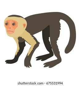 Capuchin icon. Cartoon illustration of capuchin vector icon for web isolated on white background