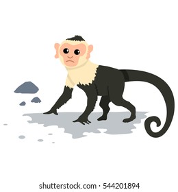 Capuchin monkey. Cartoon vector illustration of isolated on white background.