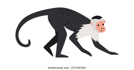 Capuchin monkey Exotic Animal. Vector illustration