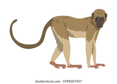 Capuchin Monkey as Omnivorous Ape with Light Brown Back and Creamy Underside Vector Illustration