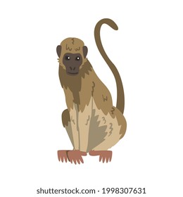 Capuchin Monkey as Omnivorous Ape with Light Brown Back and Creamy Underside Vector Illustration