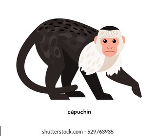 Capuchin -  the most popular of all the monkeys,  available for home keeping 