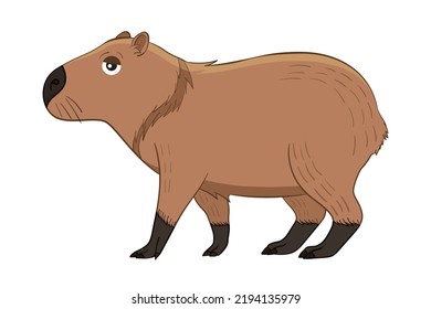 Capybara, animal of south america, Background white. Vector Illustration