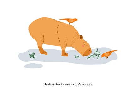 Capybara with birds. Design for children, print, nursery. Capybara grazes in nature. Animal is eating something isolated on white background. Cute funny cartoon character. Hydrochoerus hydrochaeris.