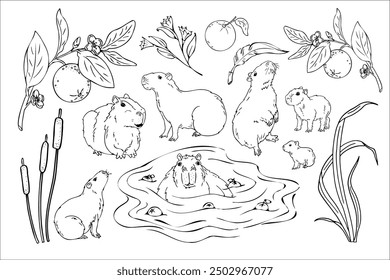 Capybara doodle set, capybara on a natural lake and reeds, orange branches Adult and baby capybara. Graphics, hand drawing, animal coloring.