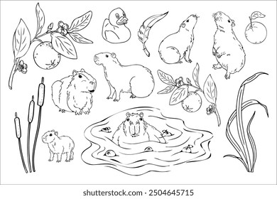 Capybara doodle set, capybara on a natural lake and reeds, orange branches Adult and baby capybara. Graphics, hand drawing, animal coloring.