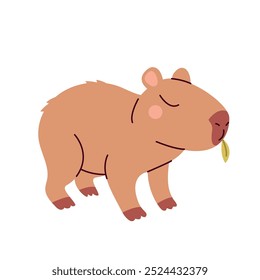 Capybara eating leaf  isolated on white background. Cute animal. Funny animal character.