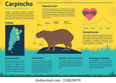 
Capybara habitat and reproduction flat infographic