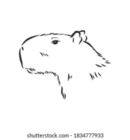 Capybara hand drawing. Animals of South America series. Vintage engraving style. Vector illustration art. Black and white. Object of nature naturalistic sketch. capybara, vector sketch illustration