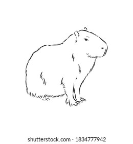 Capybara hand drawing. Animals of South America series. Vintage engraving style. Vector illustration art. Black and white. Object of nature naturalistic sketch. capybara, vector sketch illustration