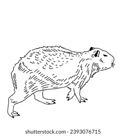 Capybara hand drawing animals south america vector image.