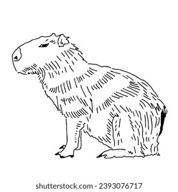 Capybara hand drawing animals south america vector image.