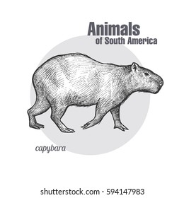 Capybara hand drawing. Animals of South America series. Vintage engraving style. Vector illustration art. Black and white. Object of nature naturalistic sketch.