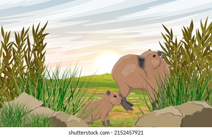 Capybara and her baby in dry grass. Wild animals of South America. Realistic vector landscape