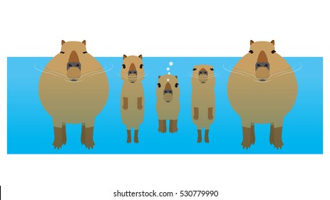Capybara (hydrochoerus hydrochaeris)