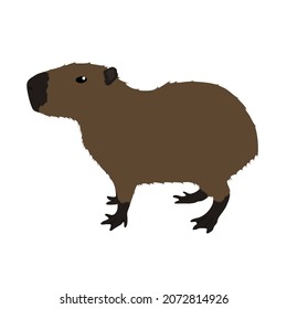Capybara, Hydrochoerus hydrochaeris is also known as Cabiai. It is the biggest living rodent in the world that can be found in South America