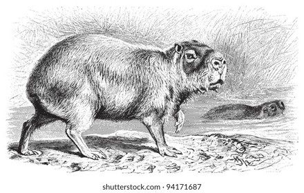 Capybara (Hydrochoerus capybara) / vintage illustration from Meyers Konversations-Lexikon 1897