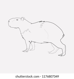 Capybara icon line element. Vector illustration of capybara icon line isolated on clean background for your web mobile app logo design.