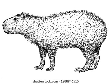 Capybara illustration, drawing, engraving, ink, line art, vector