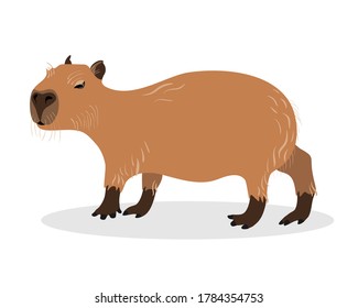 Capybara on a white background. Animals of South America.