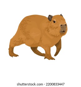 Capybara on a white background. Animals of South America.