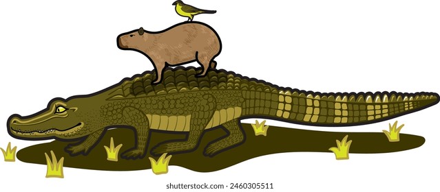 Capybara riding on walking slowly caiman 