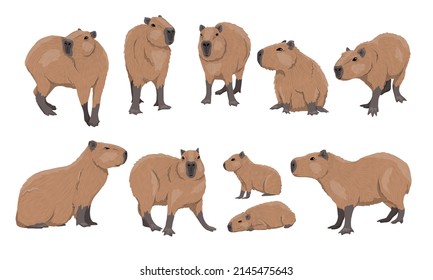 Conjunto de Chigüiro. Capibaras adultas y nene Hidrochoerus hidrochaeris en diferentes poses. Animales salvajes de Sudamérica. 5.º camada