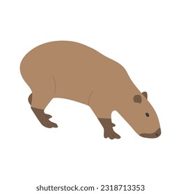 capybara single 22 cute on a white background, vector illustration. capybara is the largest rodent.