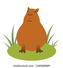 Capybara sitting on the ground. Capybara isolated on white. Funny fat capybara.