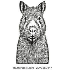 Capybara sketches, outline with transparent background, hand drawn illustration capybaras

