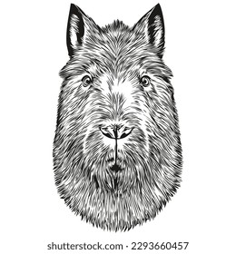 Capybara sketches, outline with transparent background, hand drawn illustration capybaras
