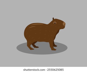 The capybara stands on a gray background