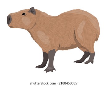 The capybara stands sideways. Wild animals of South America. vector animal