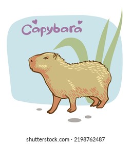 Capybara. Vector color illustration of capybara. Drawing of an animal in cartoon style.