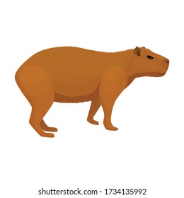 Capybara vector icon.Cartoon vector icon isolated on white background capybara.