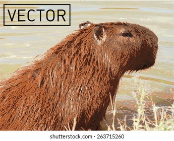 Capybara. Vector Illustration