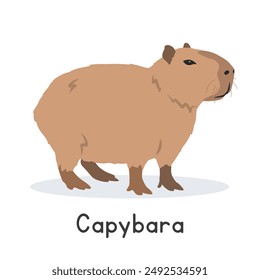 Capybara vector illustration, cartoon clipart character, animal in flat style. Wild animals, wild creatures, wildlife concept. Cute greater capybara vector design isolated on white background