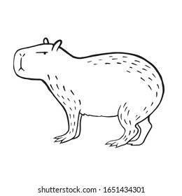 Capybara. Vector linear illustration of a capybara. Doodle style animal drawing