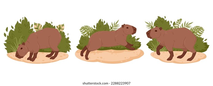 Capybara vector set. Cartoon wild herbivore mammals in natural habitat. Semi-aquatic capybaras flat vector illustration collection