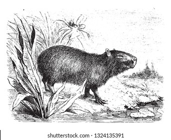 Capybara, vintage engraved illustration. From Zoology Elements from Paul Gervais.
