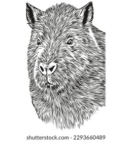 Capybara  vintage illustration, black and white vector art capybaras
