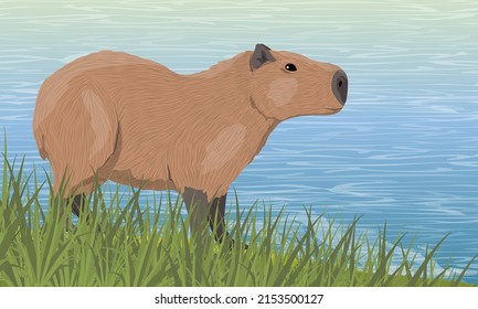 A capybara walks along the river bank in tall green grass. Rodents of South America. Realistic vector land