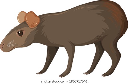 Capybara wild animal on white background illustration