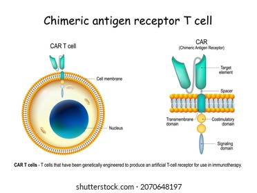 CAR - Chimeric Antigen Receptor T Cell. Lymphocyte That Have Been Genetically Engineered To Produce An Artificial T-cell Receptor For Use In Immunotherapy. Treatment Of Cancer. Vector Illustration