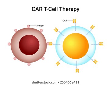 CAR (Chimeric Antigen Receptor) T cell therapy